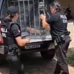 O motivo da tal "disciplina" seria porque José Benedito teria descoberto uma possível traição por parte de Ana, a qual, segundo o acusado, teria abortado um filho de outro homem