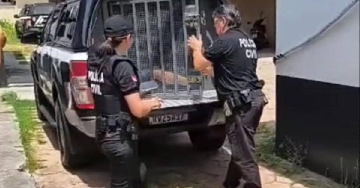 O motivo da tal "disciplina" seria porque José Benedito teria descoberto uma possível traição por parte de Ana, a qual, segundo o acusado, teria abortado um filho de outro homem