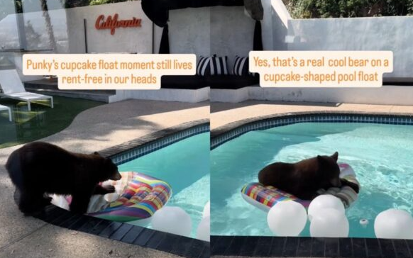 Descubra como um gato-do-mato surpreendeu um casal em Los Angeles, viralizando nas redes sociais e gerando discussões sobre vida selvagem urbana.