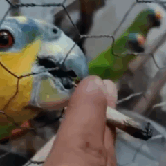 Polícia Civil prende homem por maus-tratos e comércio ilegal de animais silvestres em Várzea Grande