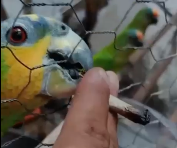 Polícia Civil prende homem por maus-tratos e comércio ilegal de animais silvestres em Várzea Grande