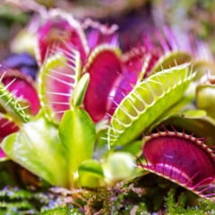 Venus Flytrap (Créditos: depositphotos.com / lobster20)