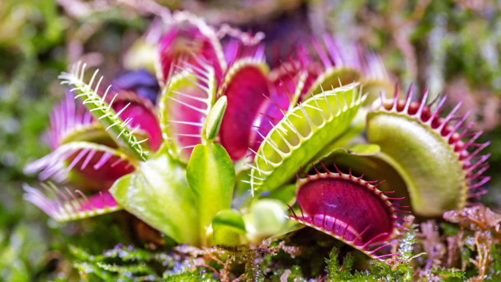 Venus Flytrap (Créditos: depositphotos.com / lobster20)