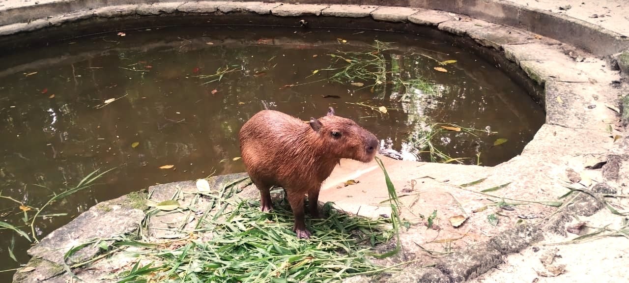 Capivara "Cap 30" ganha novo lar no Bosque Rodrigues Alves após ser resgatada de cativeiro doméstico