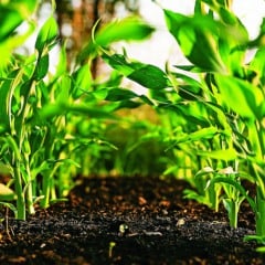 Em ano de COP30, o Pará avança na recuperação ambiental, valorização dos povos da Amazônia e promoção de sistemas agrícolas que regeneram solo e biodiversidade.