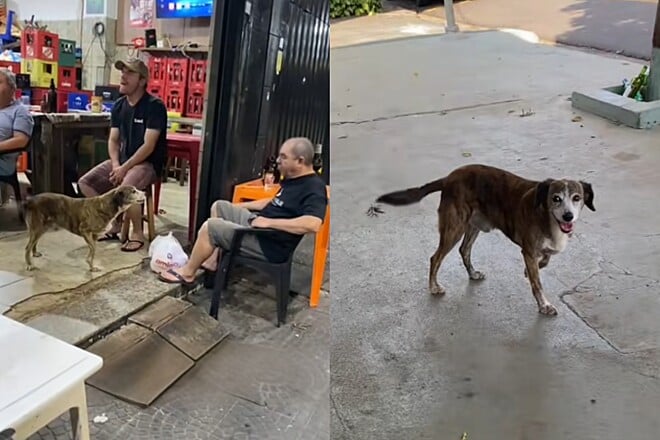 Indignado com a demora, cachorro vai até o bar para buscar dono