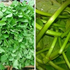 Planta nativa da Amazônia e já conhecidíssima pelos paraenses, o jambu tem ganhado destaque na gastronomia brasileira.