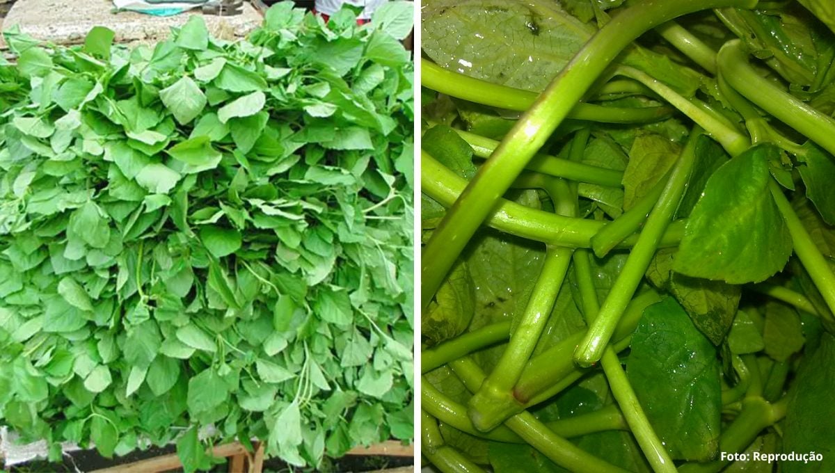 Planta nativa da Amazônia e já conhecidíssima pelos paraenses, o jambu tem ganhado destaque na gastronomia brasileira.