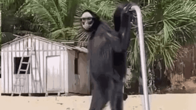Vídeo Viral: Macaco-Aranha anda ereto em praia do Pará