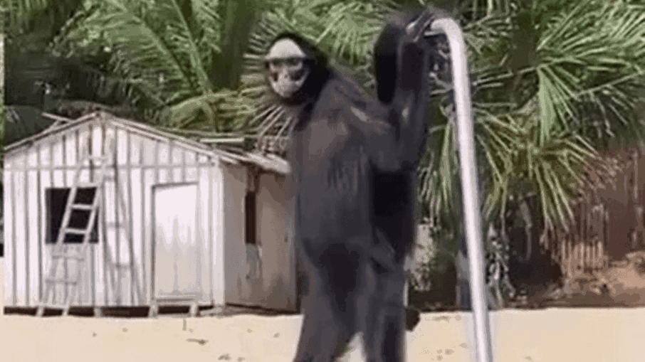 Vídeo Viral: Macaco-Aranha anda ereto em praia do Pará