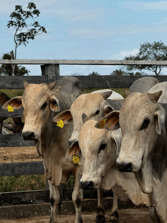 Iniciativa atende à lei estadual que exige identificação individual dos animais até 2026 e busca conter o desmatamento na Amazônia.