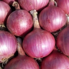 Cascas de cebola podem virar adubo líquido rico em nutrientes para as plantas