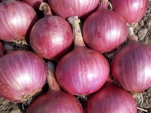 Cascas de cebola podem virar adubo líquido rico em nutrientes para as plantas