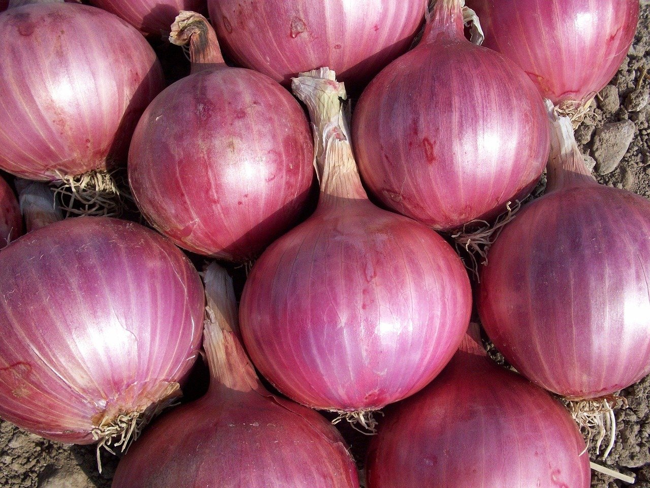 Não descarte a casca de cebola! Aprenda o truque que vai salvar suas plantas