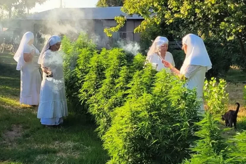 As Sisters of the Valley, conhecidas como as “freiras da cannabis”, formam uma comunidade espiritual que há dez anos mistura fé, ativismo e medicina natural