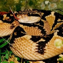 Posto de saúde na floresta ajuda vítimas de picadas de cobra