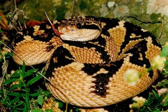 Posto de saúde na floresta ajuda vítimas de picadas de cobra
