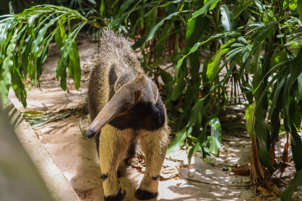 Haru foi encontrada numa floresta agarrada à mãe quase morta. Foto: Adrya Marinho
