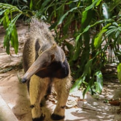 Haru foi encontrada numa floresta agarrada à mãe quase morta. Foto: Adrya Marinho
