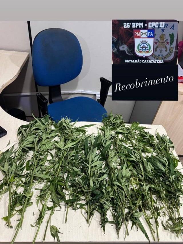 Suspeito foi preso colhendo a droga próximo a uma casa na região do Curuperê; PM alerta que traficantes usam áreas rurais para camuflar cultivo de maconha.
