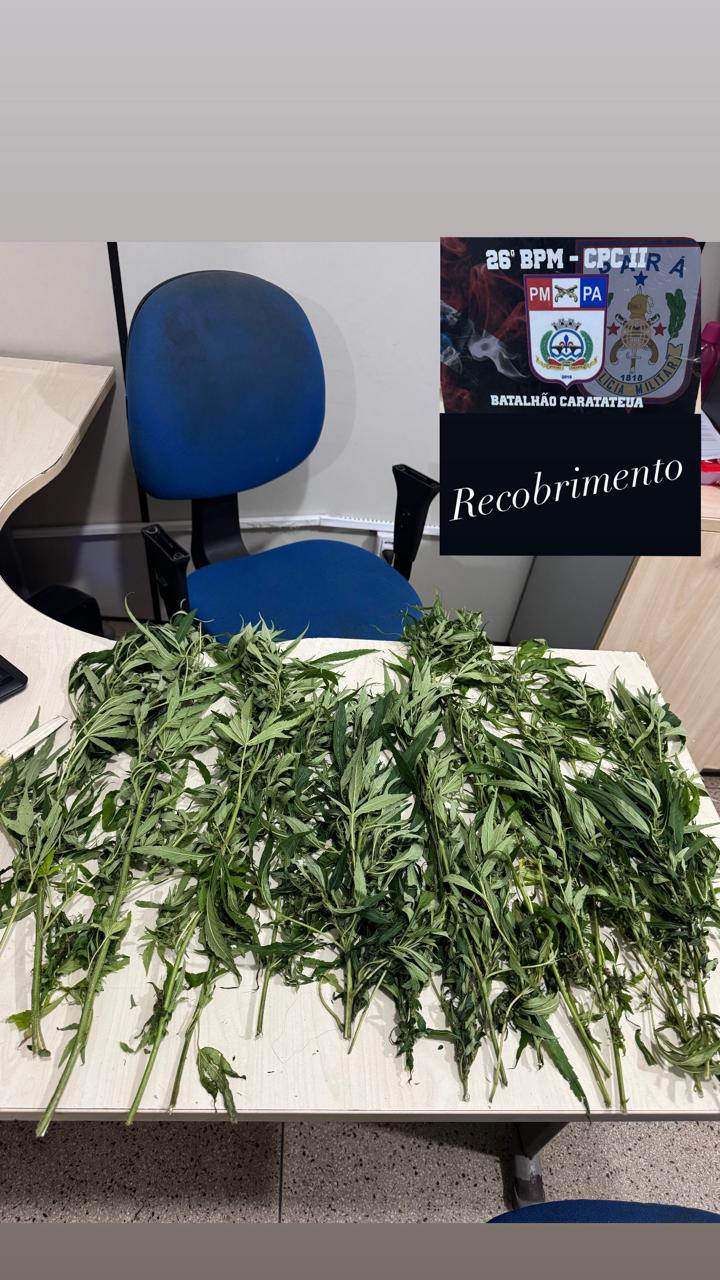 Suspeito foi preso colhendo a droga próximo a uma casa na região do Curuperê; PM alerta que traficantes usam áreas rurais para camuflar cultivo de maconha.