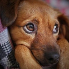 Veja o que dizem os especialistas sobre deixar um pet sozinho em casa.