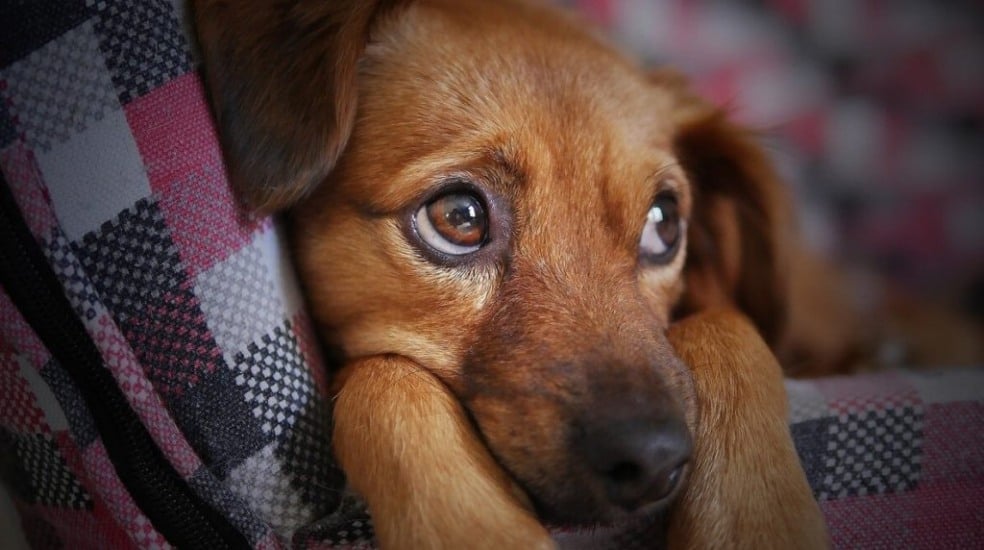 Veja o que dizem os especialistas sobre deixar um pet sozinho em casa.