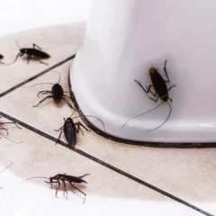 Onde as baratas se escondem: veja os 5 refúgios secretos em casa