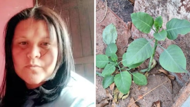 Planta venenosa mata mulher em MInhas Gerais