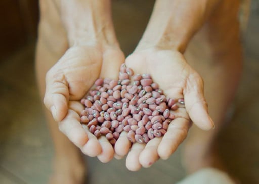 Estudo inédito no Vale do Juruá identificou variedades com até 27% de proteína e altos índices de antioxidantes.