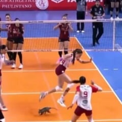 A semifinal do Campeonato Paulista feminino de vôlei teve um visitante inesperado na noite de sexta-feira (3).