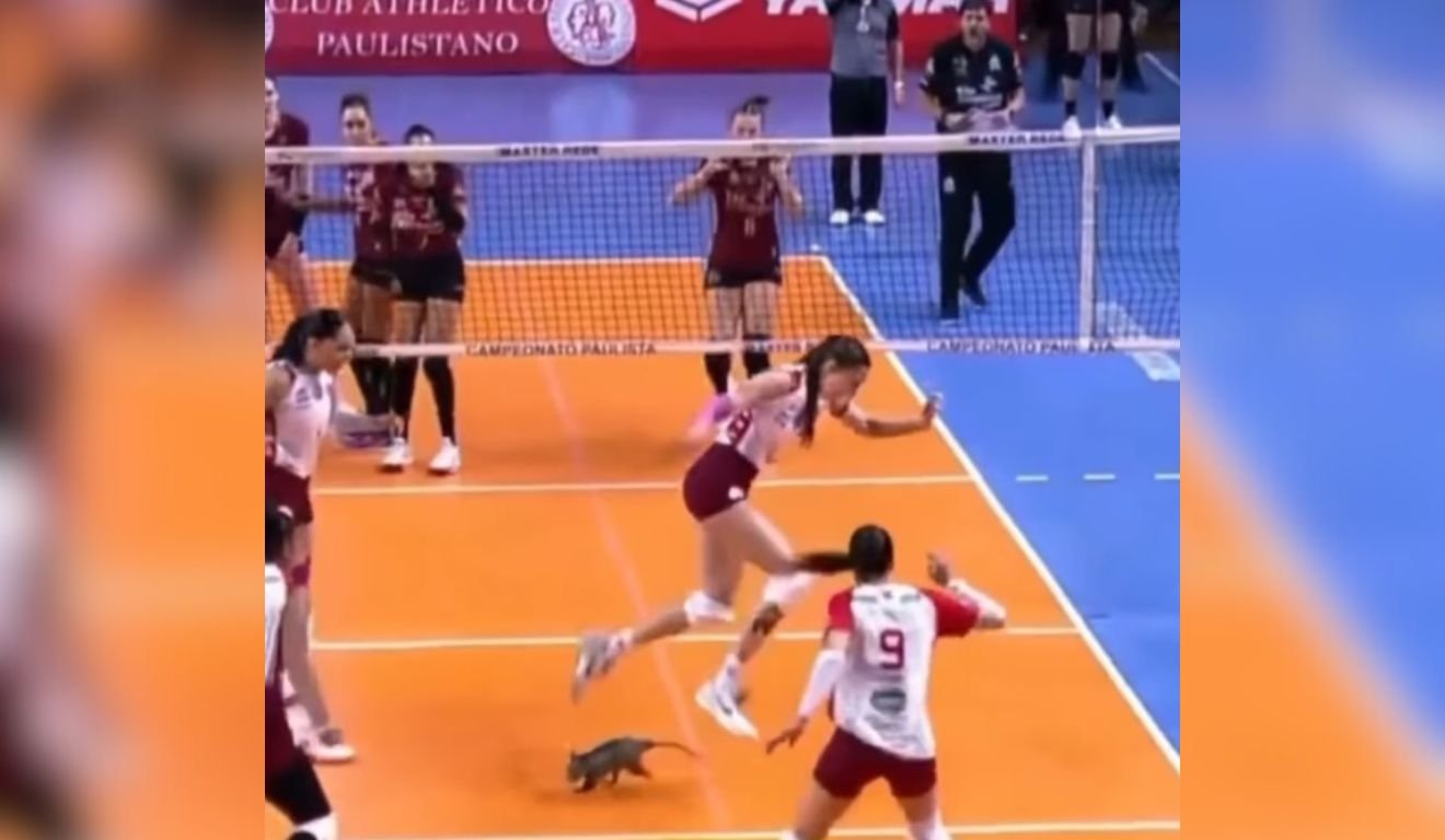 A semifinal do Campeonato Paulista feminino de vôlei teve um visitante inesperado na noite de sexta-feira (3).