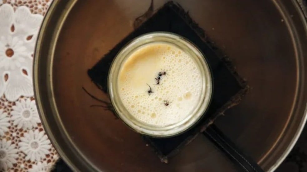 No restaurante, o produto virou estrela de sobremesas experimentais, como o “ant-wich”, um sorvete entre biscoitos em formato de inseto.