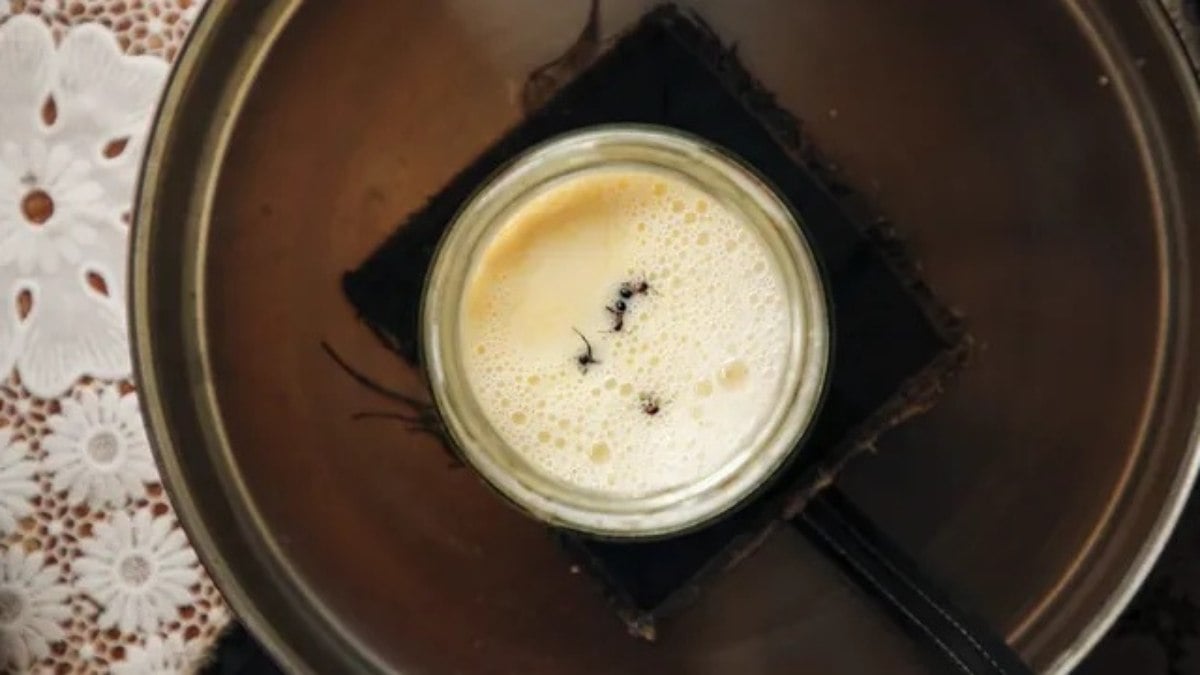 No restaurante, o produto virou estrela de sobremesas experimentais, como o “ant-wich”, um sorvete entre biscoitos em formato de inseto.