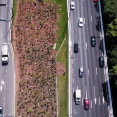 Microfloresta Heineken em São Paulo. Foto: divulgação Fresta Filmes.
