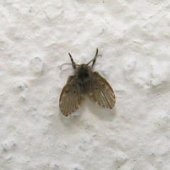 Psychoda sp.. Foto: Divulgação