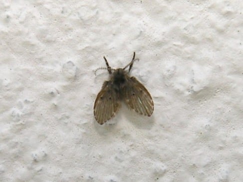 Psychoda sp.. Foto: Divulgação