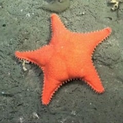 Estrela-do-mar "Patrick Estrela". Foto: YouTube / Schmidt Ocean / Reprodução