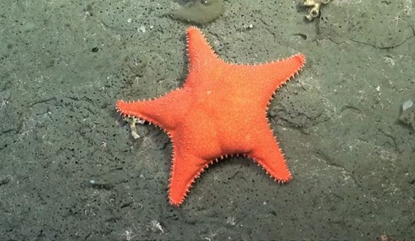 Estrela-do-mar "Patrick Estrela". Foto: YouTube / Schmidt Ocean / Reprodução