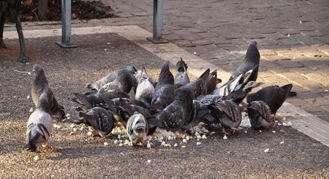 Nas cidades os pombos representam um problema crescente de saúde pública. Foto: Divulgação