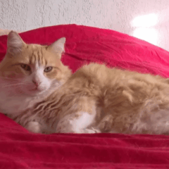 O felino, chamado Rémi, virou o centro de uma disputa entre vizinhos. Foto: Reprodução