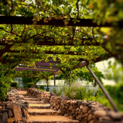 São Roque é a cidade da Rota do Vinho. Foto: Divulgação