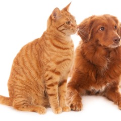 Casos famosos reacendem debate sobre proteção jurídica a pets. Foto: wirestock/Freepik