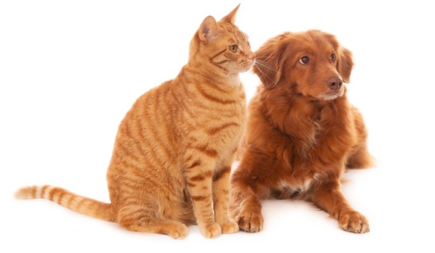 Casos famosos reacendem debate sobre proteção jurídica a pets. Foto: wirestock/Freepik
