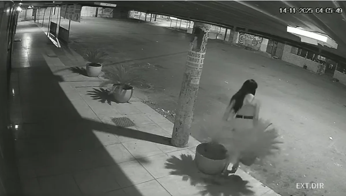 Vídeo flagra travesti arrancando plantas na calçada de bar ao lado de delegacia