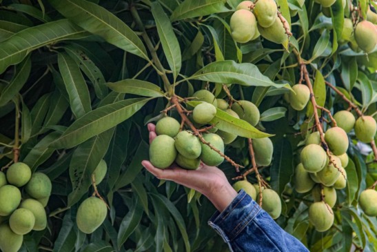 Foto: Reprodução / Alepa