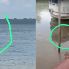 A suspeita de que um tubarão-cabeça-chata (Carcharhinus leucas) esteja circulando nas águas da Vila do Carmo. Foto: Reprodução / Redes sociais