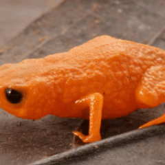 Macho da espécie Brachycephalus lulai. Foto: Luiz Fernando Ribeiro