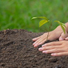 Castanheira Shopping celebra aniversário de Belém com plantio simbólico de árvore nativa