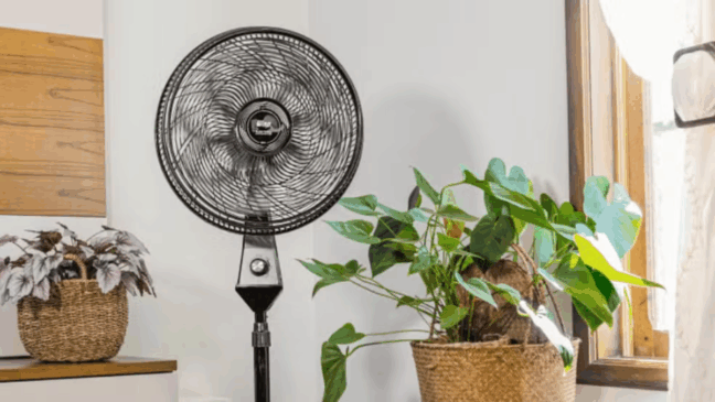 Foto: Divulgação/WAP